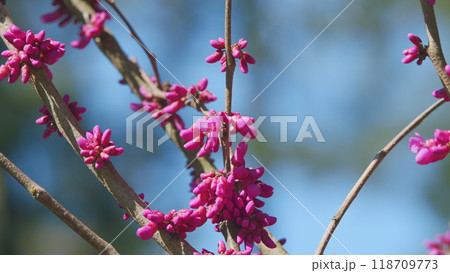 Cercis Canadensis. Judas Tree Cercis Siliquastrum Bodnant Flowering. Is A Small Deciduous Tree. Close up. Cercis Canadensis. Judas Tree Cercis Siliquastrum Bodnant Flowering. Is A Small Deciduous Tree. Close up. 118709773