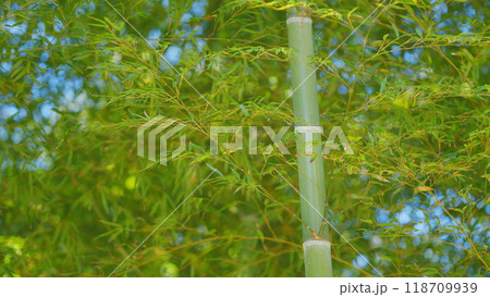 Rainforest. Serene Springtime Bamboo Grove In Morning Day Light Blue Sky Background. 118709939