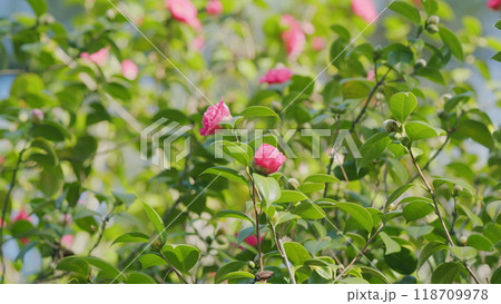 Pink Camellia Japonica In Spring Festival Flowers. Pink Camellia Flower With Green Leafs. 118709978