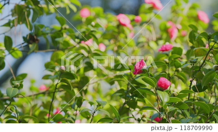 Twig Brunch Among Fresh Green Leaves Camellia With Pink Flower. Love Concept. Twig Brunch Among Fresh Green Leaves Camellia With Pink Flower. Love Concept. 118709990