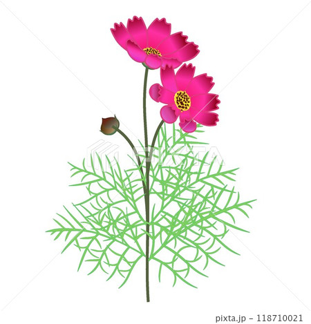赤いコスモスの花のイラスト 赤いコスモスの花のイラスト 118710021