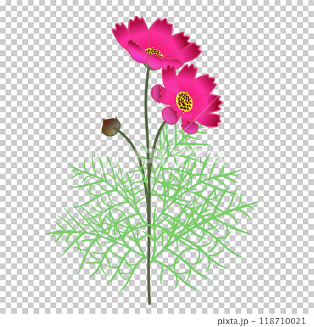 赤いコスモスの花のイラスト 赤いコスモスの花のイラスト 118710021