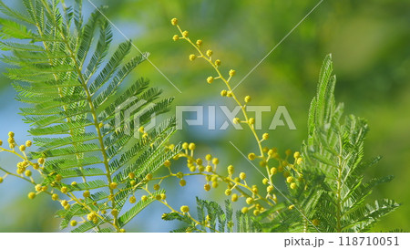 Spring Is Coming. Acacia With Yellow Flowers Or Mimosa Tree. Womens Day And Easter Greeting Background. Nature Background. Still. 118710051