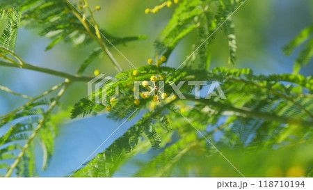 Branch With Yellow Mimosa Flowers Or Acacia Dealbata. Acacia Dealbata Tree With Gold Blossom. Still. 118710194