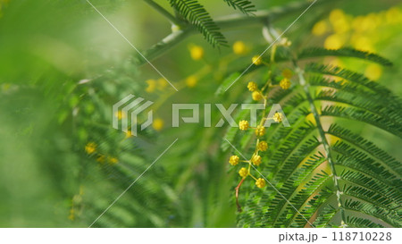 Spring Is Coming. Acacia With Yellow Flowers Or Mimosa Tree. Womens Day And Easter Greeting Background. Nature Background. Still. 118710228