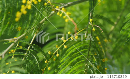 Mimosa Tree. Branch Of Mimosa Sunny Flowers. Concept Of Spring Season. Fluffy Flowers In Spring Garden. Still. Mimosa Tree. Branch Of Mimosa Sunny Flowers. Concept Of Spring Season. Fluffy Flowers In Spring Garden. Still. 118710239