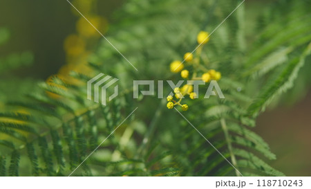 Yellow Mimosa Tree Flowers Or Acacia Dealbata. Yellow Flowers In Spring Sunny Light. Spring Is Coming. Still. 118710243