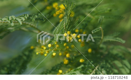 Floral Nature Background. Yellow Gold Flowering Mimosa Tree. Holiday Spring Flower Gold Mimosa Blossom. Still. 118710248