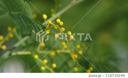 Mimosa Flowers Blooming. Branch Of Spring Mimosa Flowers In Park. Sunny Bokeh Light. Spring Is Coming. Still. 118710249