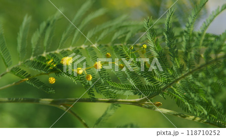 Mimosa Branches In Bloom. Branches Of Mimosa Flower Symbol Of Early Springtime In February. Still. Mimosa Branches In Bloom. Branches Of Mimosa Flower Symbol Of Early Springtime In February. Still. 118710252