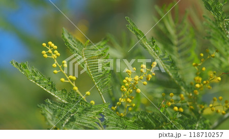 Blooming Mimosa Tree In Early Spring. Mimosa Flowers. Acacia Dealbata Or Silver Wattle Yellow Flowers Blooming. Still. 118710257