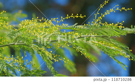 Acacia Derwentii With Yellow Flowers - Symbol Of Spring And Womens Holiday. Sunny Sprinttime Nature Background. Still. Acacia Derwentii With Yellow Flowers - Symbol Of Spring And Womens Holiday. Sunny Sprinttime Nature Background. Still. 118710286