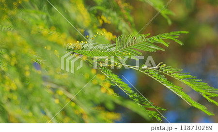 Spring Is Coming. Mimosa Flower Of Womans Day. Spring Nature Backgrounds. Floral Gentle Spring Background. Close up. 118710289