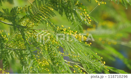 Spring Bunch With Acacia Dealbata. Yellow Mimosa Fluffy Flowers In Sunny Light. Spring Tree. Close up. 118710296
