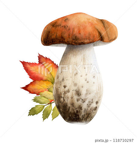 Boletus mushroom with fall leaves in red orange and green colors watercolor illustration isolated on white. Forest edible fungus plant. Hand drawn woodland botanical sketch 118710297
