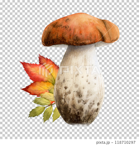 Boletus mushroom with fall leaves in red orange and green colors watercolor illustration isolated on white. Forest edible fungus plant. Hand drawn woodland botanical sketch 118710297