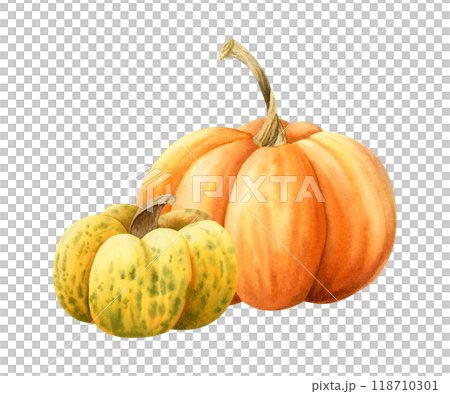 Fall pumpkins in orange and yellow colors watercolor illustration isolated on white. Hand drawn realistic autumn harvest gourds for Thanksgiving day greeting cards. October vegetables artistic drawing Fall pumpkins in orange and yellow colors watercolor illustration isolated on white. Hand drawn realistic autumn harvest gourds for Thanksgiving day greeting cards. October vegetables artistic drawing 118710301