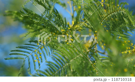 Floral Nature Background. Yellow Gold Flowering Mimosa Tree. Holiday Spring Flower Gold Mimosa Blossom. Still. Floral Nature Background. Yellow Gold Flowering Mimosa Tree. Holiday Spring Flower Gold Mimosa Blossom. Still. 118710318