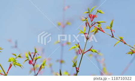 Japanese Maple Leaves And Young Twigs. Spring Young Shoots Of Maple Leaves. Still. Japanese Maple Leaves And Young Twigs. Spring Young Shoots Of Maple Leaves. Still. 118710322