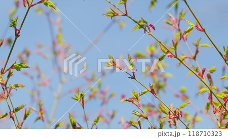 Sunshine In The Garden. Green Leaves Of Japanese Maple Trees That Are Blooming At The Beginning Of Spring. Still. 118710323