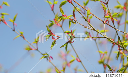Japanese Maple Latin Name Acer Palmatum. New Green Leaves Of Acer Palmatum. Still. Japanese Maple Latin Name Acer Palmatum. New Green Leaves Of Acer Palmatum. Still. 118710334