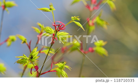 Japanese Maple Shoots In Green And Red. Acer Maple Is A Species Of Maple Native To Japan. Pan. Japanese Maple Shoots In Green And Red. Acer Maple Is A Species Of Maple Native To Japan. Pan. 118710335