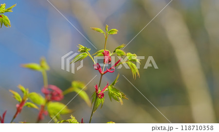 Seven spot ladybird. Japanese Maple Or Smooth Japanese-Maple. Acer Palmatum Deciduous Tree Sprouting Red Foliage In Spring. Still. Seven spot ladybird. Japanese Maple Or Smooth Japanese-Maple. Acer Palmatum Deciduous Tree Sprouting Red Foliage In Spring. Still. 118710358