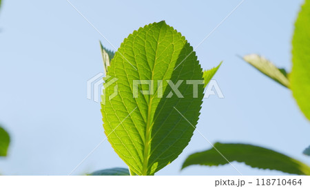 Green Leaves On Tree Branch Illuminated Bright Sunbeams. Green Background Of Leaves. Still. 118710464