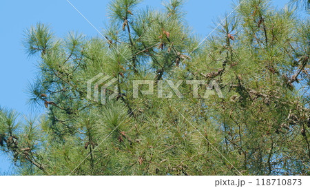 Green Spruce Tree Shaking Branches, Spring Young Pine Branches. Still. Green Spruce Tree Shaking Branches, Spring Young Pine Branches. Still. 118710873