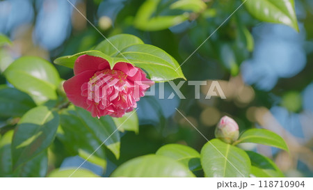 Evergreen Shrub Or Small Tree. Pretty Garden Flowers. Camellia Bloom On Green Bush. Close up. Evergreen Shrub Or Small Tree. Pretty Garden Flowers. Camellia Bloom On Green Bush. Close up. 118710904