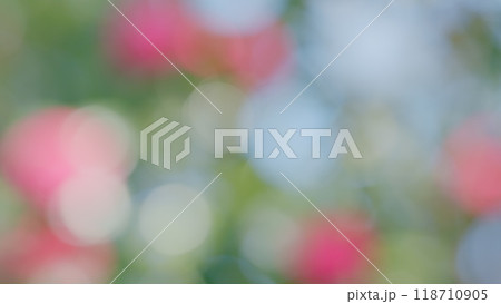 Pink Rose Like Blooms Camellia Flower And Buds. Blooming Pink Camellia. Pink Camellia In Flower. Bokeh. 118710905