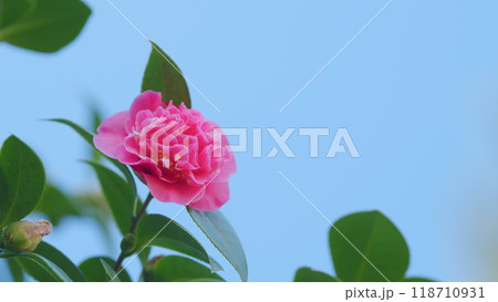 Incredible Beautiful Camellia. Light Pink Camellia Flower On Camellia Bush In Garden. Close up. Incredible Beautiful Camellia. Light Pink Camellia Flower On Camellia Bush In Garden. Close up. 118710931