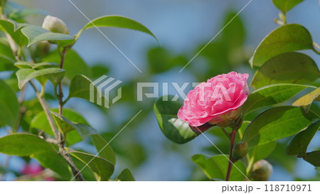 Camellia Japonica Pink Flowers. Japanese Camellia Flower With Green Leaves. Close up. Camellia Japonica Pink Flowers. Japanese Camellia Flower With Green Leaves. Close up. 118710971