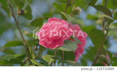 Pink Camellia Flower In Full Bloom. Flowering Camellias. Middle Of Sunny Spring Day. Close up. Pink Camellia Flower In Full Bloom. Flowering Camellias. Middle Of Sunny Spring Day. Close up. 118710989