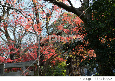 紅葉に包まれた柿生の里 紅葉に包まれた柿生の里 118710992