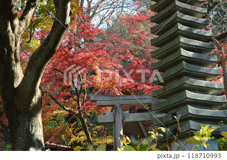 紅葉に包まれた柿生の里 紅葉に包まれた柿生の里 118710993