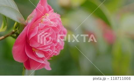 Pink Rose Like Blooms Camellia Flower And Buds. Blooming Pink Camellia. Pink Camellia In Flower. Close up. Pink Rose Like Blooms Camellia Flower And Buds. Blooming Pink Camellia. Pink Camellia In Flower. Close up. 118711008