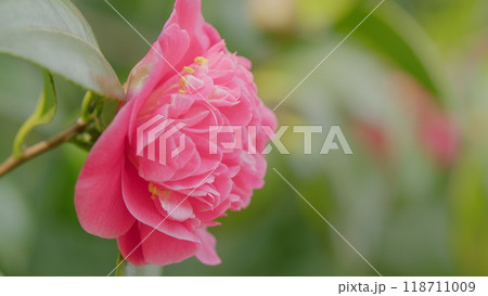 Beautiful Pink Camellia Japonica In Garden. Pink Camellias Flower Symbolize Greatness Of Soul. Close up. Beautiful Pink Camellia Japonica In Garden. Pink Camellias Flower Symbolize Greatness Of Soul. Close up. 118711009