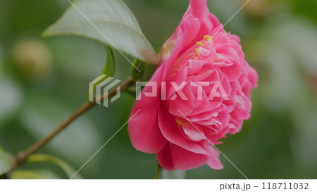 Camellia Japonica Evergreen Dark Pink Double Flowers. Blossom Of Camelia Japonica. Close up. Camellia Japonica Evergreen Dark Pink Double Flowers. Blossom Of Camelia Japonica. Close up. 118711032