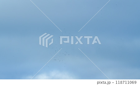 Looking For Prey. Flock Of Birds Flying In The Background Of The Sky. Slow motion. Looking For Prey. Flock Of Birds Flying In The Background Of The Sky. Slow motion. 118711069