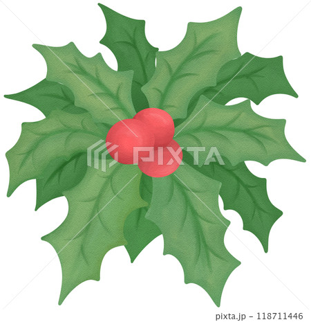 holly leaves and berries 118711446
