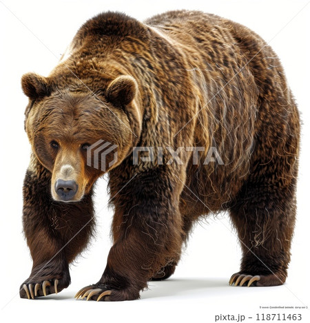 Bear on white isolated background. A big brown bear on a white background 118711463