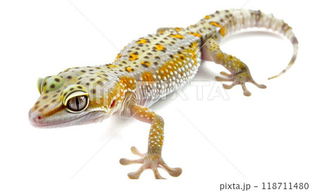 Lizard isolated on white background. unusual lizard on white background 118711480