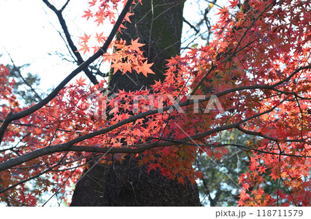 紅葉に包まれた柿生の里 紅葉に包まれた柿生の里 118711579