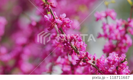 Judas Tree Or European Redbud. The Flowering Plant Family Fabaceae. Pink Redbud Rising Flowers. Close up. Judas Tree Or European Redbud. The Flowering Plant Family Fabaceae. Pink Redbud Rising Flowers. Close up. 118711687