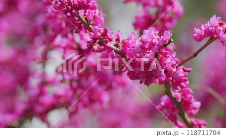 Deep Pink Flowers Of Judas Tree. Pink Pea Shaped Flower Clusters During Summer Season. Close up. 118711704