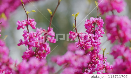 Cercis Siliquastrum In Bloom. Beautiful Redbud Tree Blooming In Pink And Purple Tones Branches. Close up. 118711705