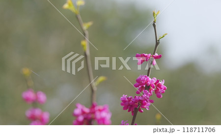 Pink Branch Of Redbud In Full Bloom. Scientific Name Cercis Siliquastrum. Close up. 118711706