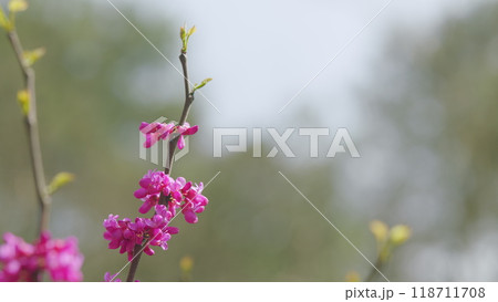 Cercis Siliquastrum Blossoms In Springtime. Fabaceae Family. Judas Tree Branch. Close up. 118711708