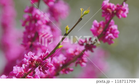 Cercis Siliquastrum Or Judas Tree Pink Flowers During Spring Season. The Deep Pink Flowers. Close up. 118711709